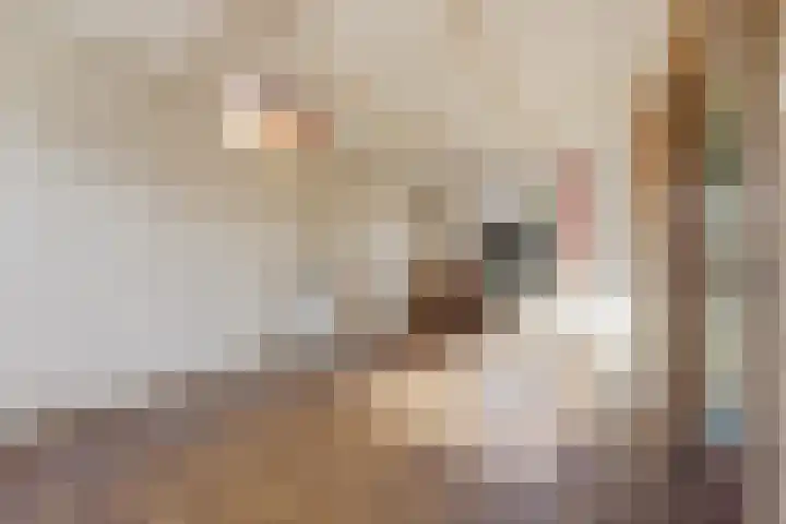 Noachstraat 14 Alblasserdam thumbnail 5