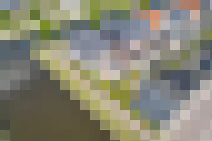 Noardwâl 15 Balk thumbnail 4