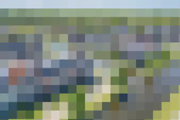 Noardwâl 15 Balk thumbnail 49