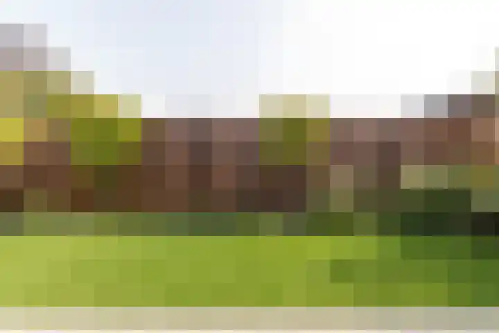 Noardwâl 9 Balk thumbnail 45
