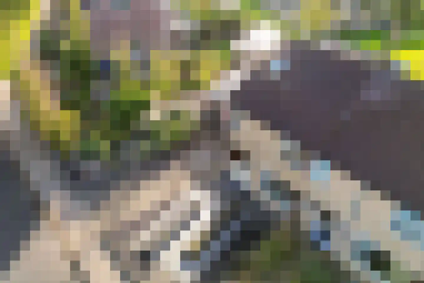 Nobel 41 Kollum thumbnail 46