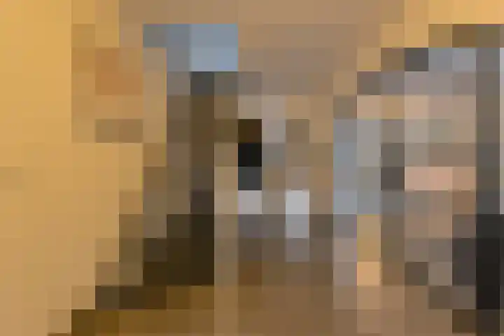 Nobelaar 9 Oosterhout thumbnail 24