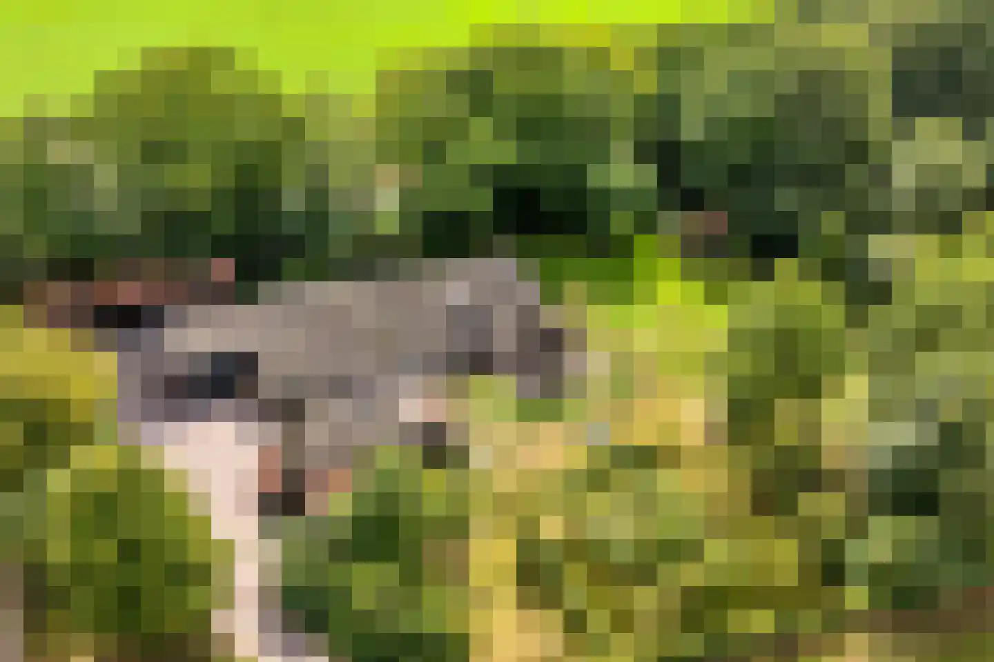 Nolderweg 4 Linde thumbnail 4