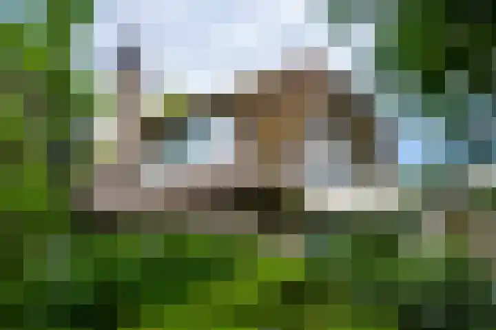 Nollaantje 55 Maasdijk thumbnail 13