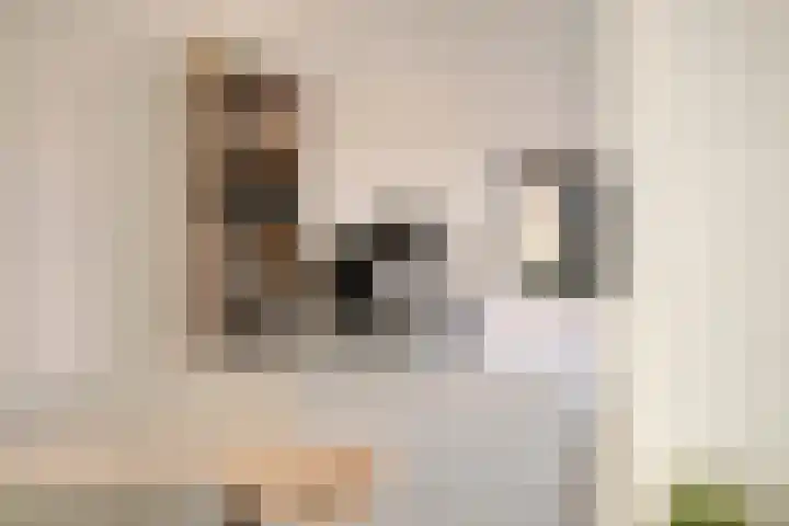 Nollekenshoeve 3 Helmond thumbnail 19