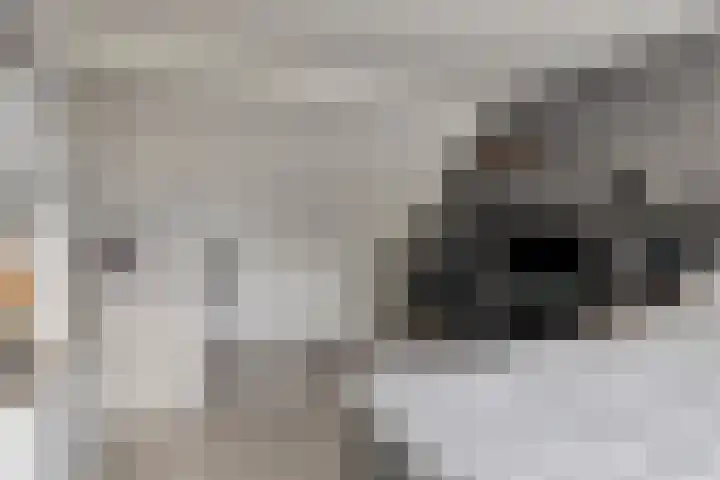 Nomadenkreek 16 Spijkenisse thumbnail 29