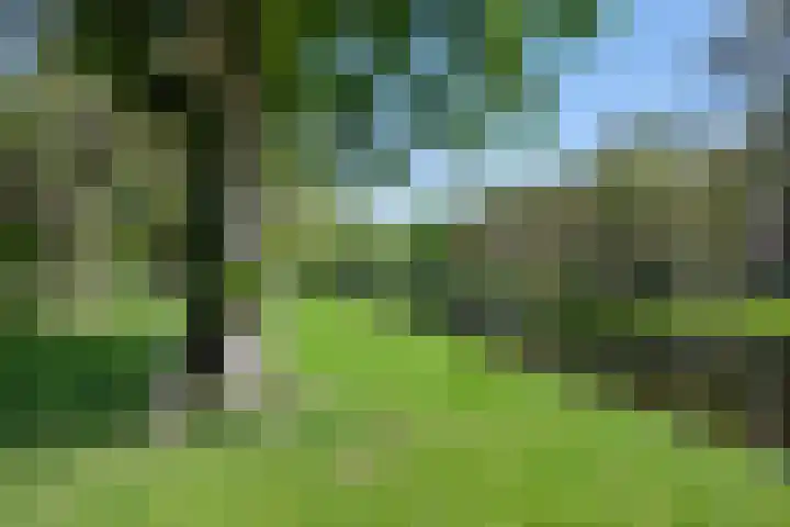 Nonnenwater 12 Gouda thumbnail 31