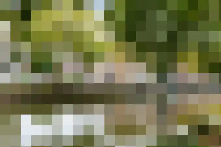 Nonnenwater 12 Gouda thumbnail 9