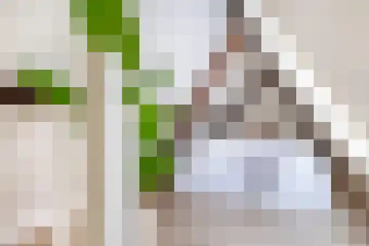 Nonnenwater 7 c Gouda thumbnail 16