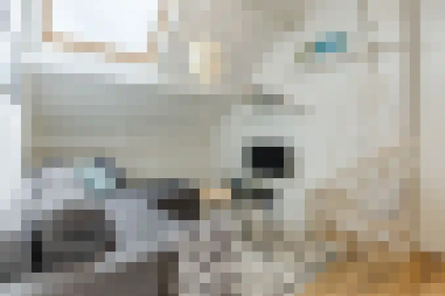 Nonnetje 1 Bergen op Zoom thumbnail 42