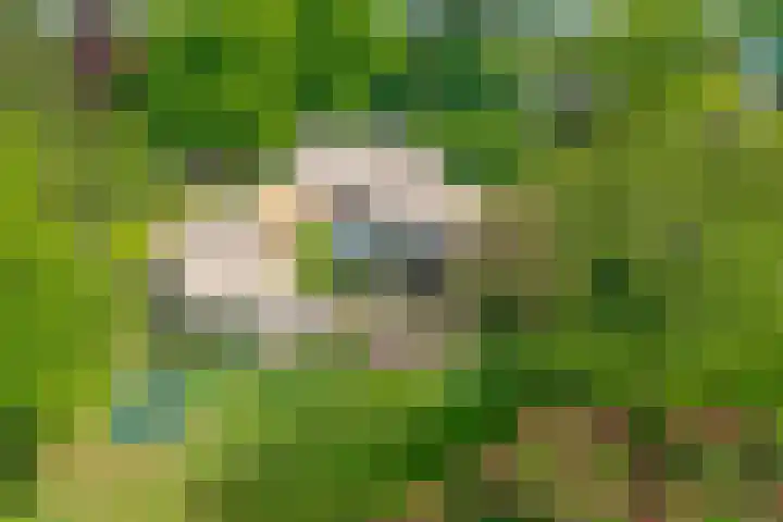 Noolseweg 16 Blaricum thumbnail 41