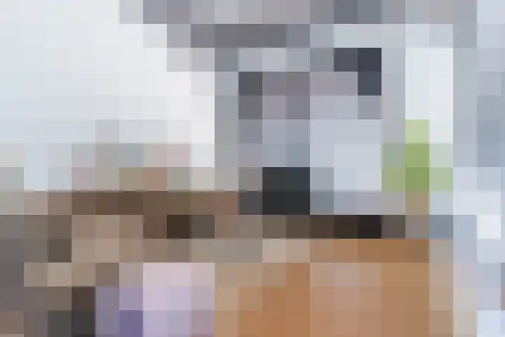 Noord Koninginnewal 2 Helmond thumbnail 6