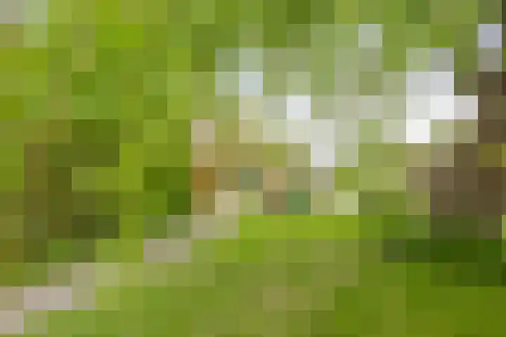 Noordbuurtseweg 35 Zoeterwoude thumbnail 40