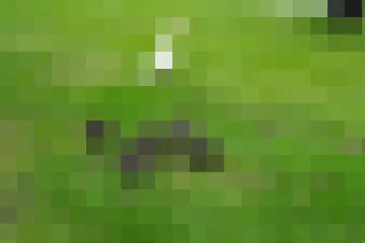 Noordbuurtseweg 35 Zoeterwoude thumbnail 56