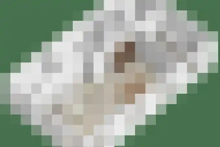 Noordbuurtseweg 35 Zoeterwoude thumbnail 62