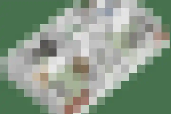 Noordbuurtseweg 35 Zoeterwoude thumbnail 64
