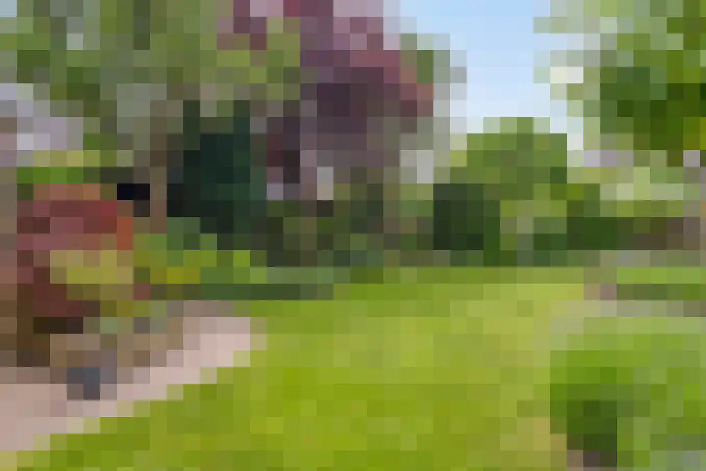 Noorddonk 146 Steenbergen thumbnail 35