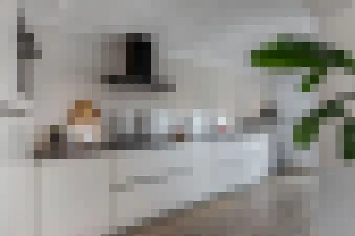 Noordeinde 14 Marknesse thumbnail 21
