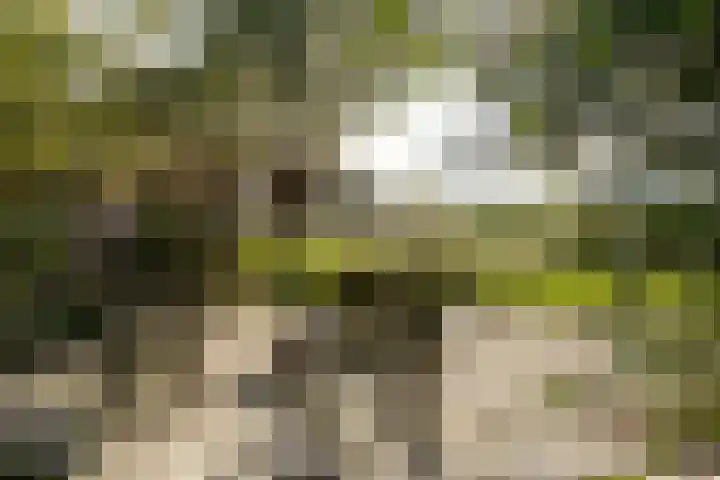 Noordeinde 88 Aarlanderveen thumbnail 64