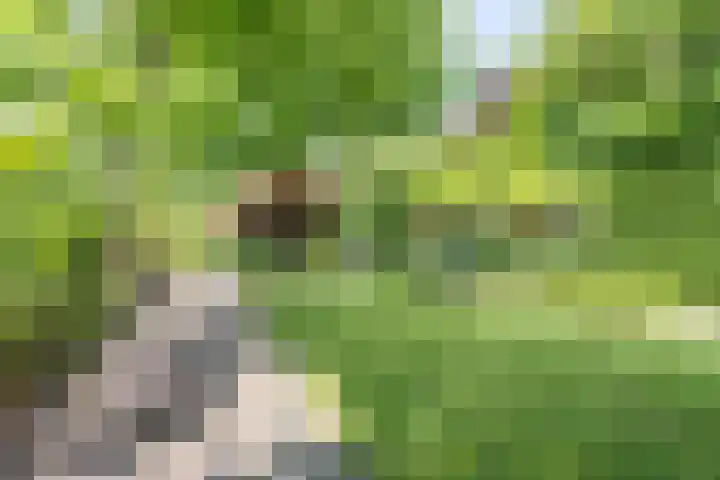Noordeindseweg 136 Berkel en Rodenrijs thumbnail 49