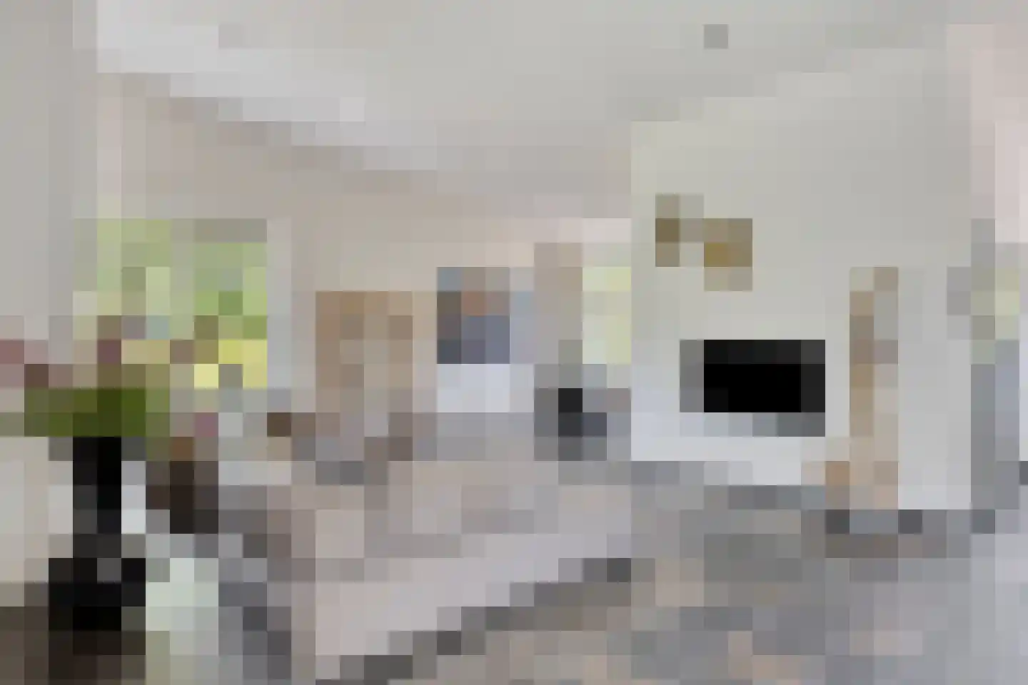 Noordelijke Achterweg 38 Wemeldinge thumbnail 9