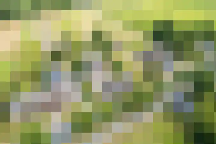 Noordenveldweg 114 Donderen thumbnail 64