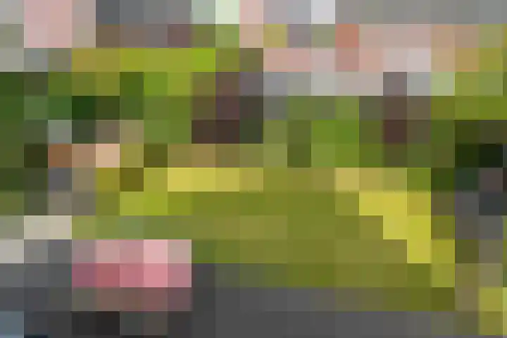 Noorderbalgen 3 Harlingen thumbnail 49