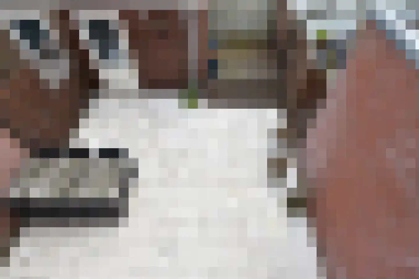 Noorderbeekstraat 52 Den Haag thumbnail 36