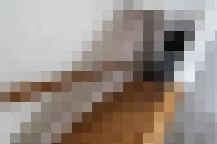 Noorderbolwerk 23 Franeker thumbnail 33