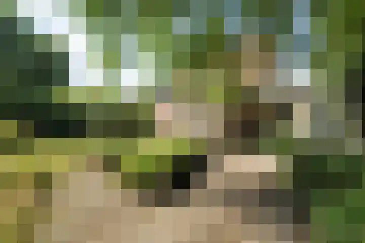 Noorderbuurt 17 Westerland thumbnail 6