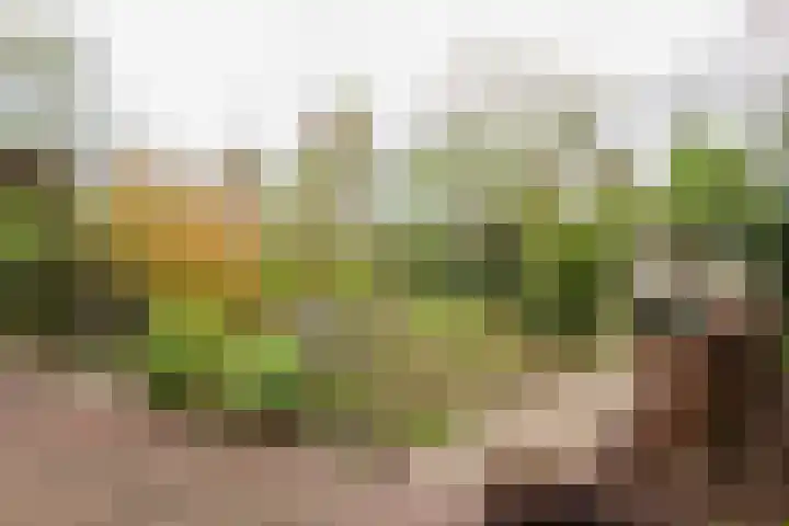 Noordercolonie 41 Nieuwe Pekela thumbnail 30