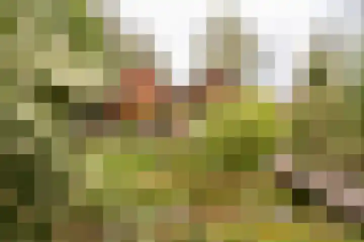 Noordercolonie 41 Nieuwe Pekela thumbnail 32