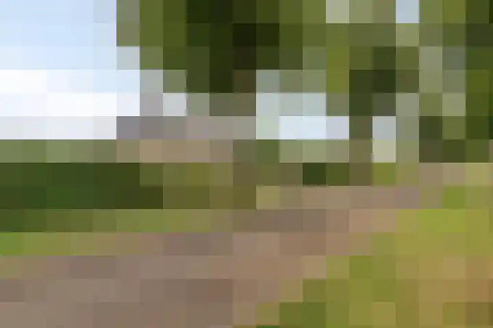 Noordercolonie 51 Nieuwe Pekela thumbnail 4