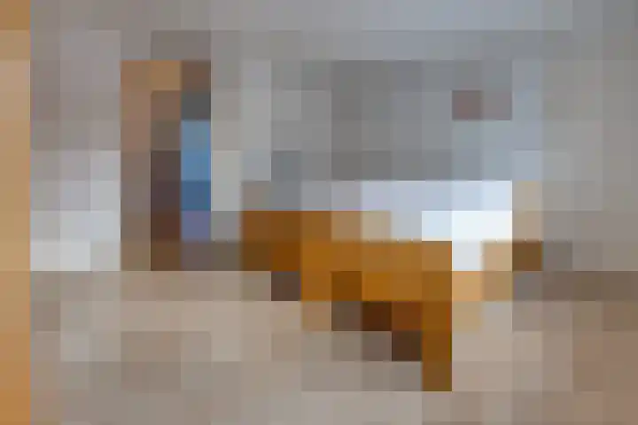 Noorderdiep 246 Nieuw-Buinen thumbnail 31