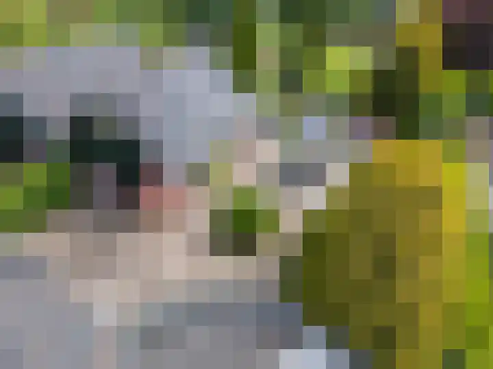 Noorderdracht 53 Oosterblokker thumbnail 53