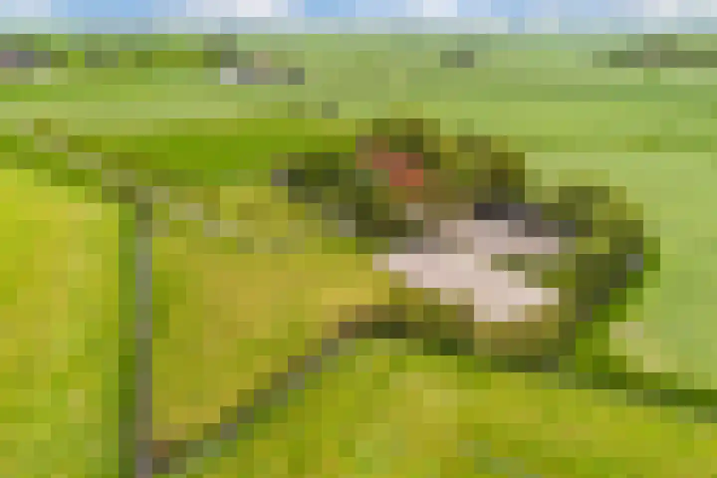 Noordereind 19 Lollum thumbnail 84