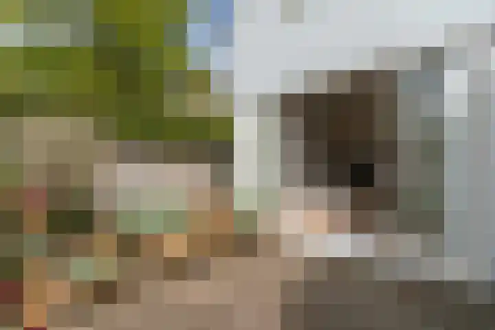 Noordereinde 149 's-Graveland thumbnail 24