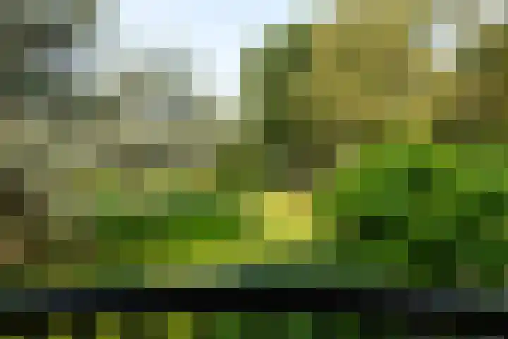 Noordereinde 4 's-Graveland thumbnail 20