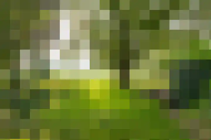 Noordereinde 4 's-Graveland thumbnail 40