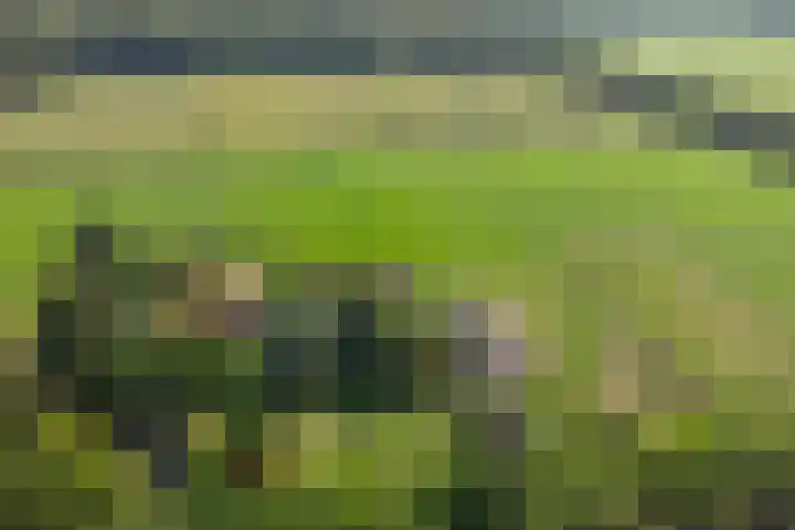 Noordereinde 4 's-Graveland thumbnail 43