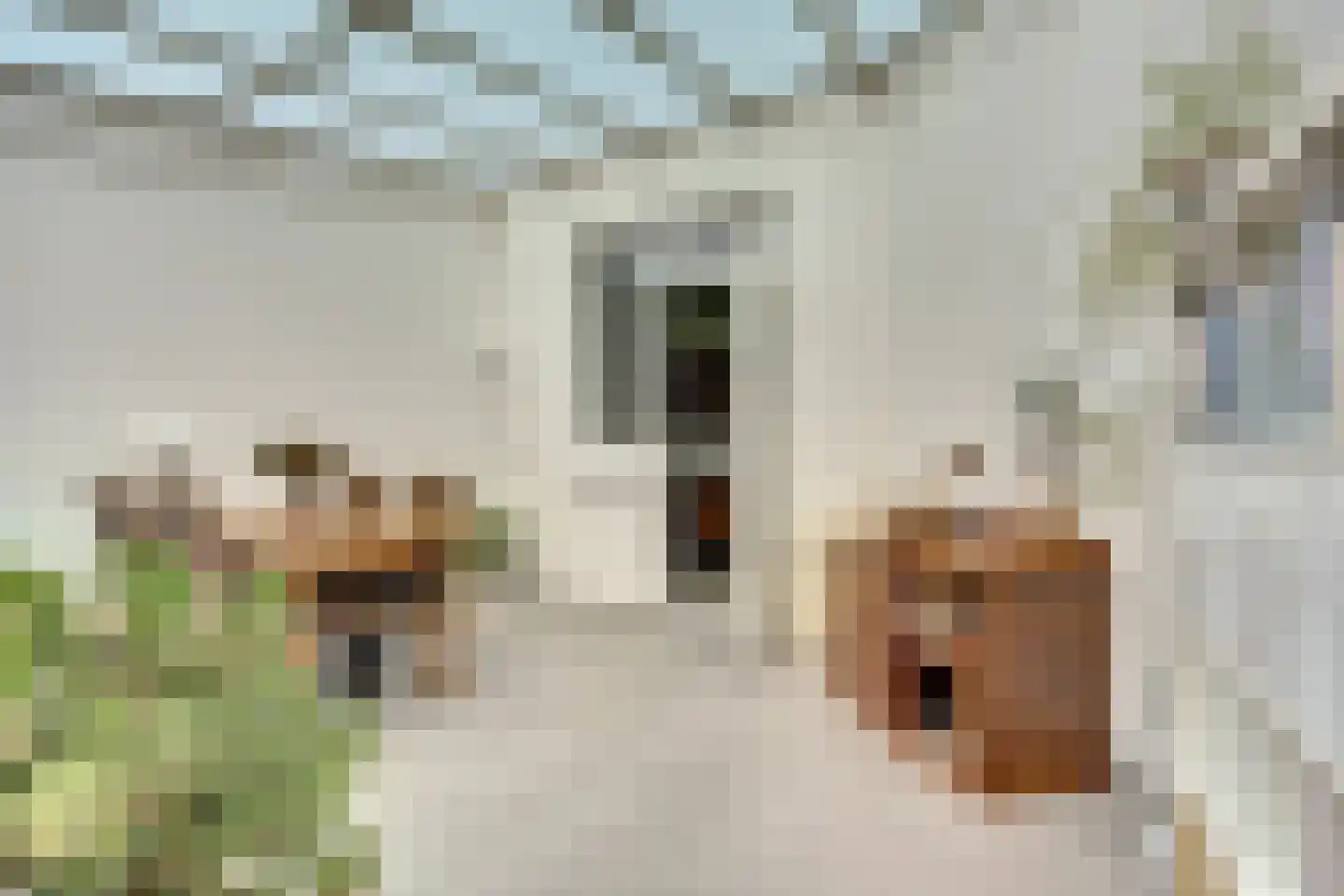 Noordererf 20 Rozenburg thumbnail 17