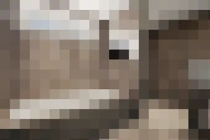 Noorderhoofdstraat 108 Krommenie thumbnail 41