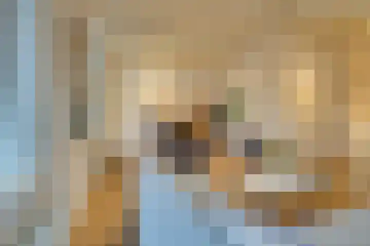 Noorderhoofdstraat 95 Krommenie thumbnail 17