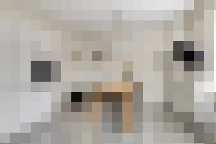 Noorderlaan 24 Nieuwolda thumbnail 19