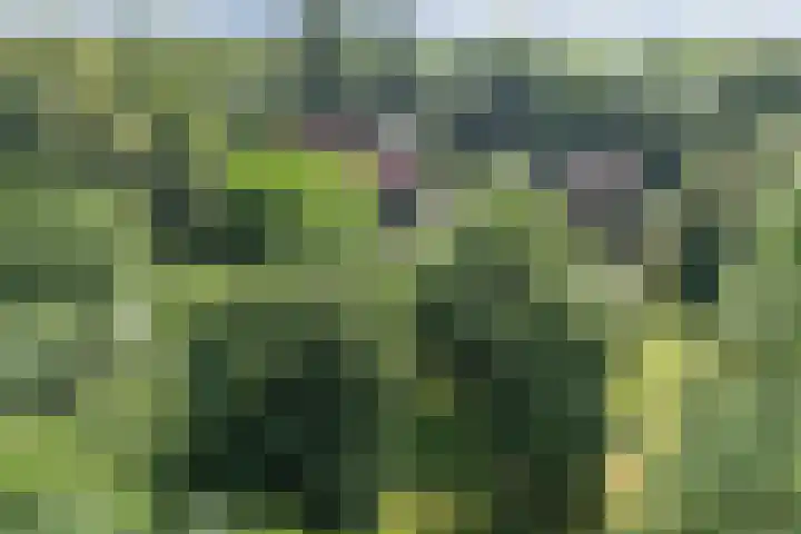 Noordermeerweg 13 Creil thumbnail 76