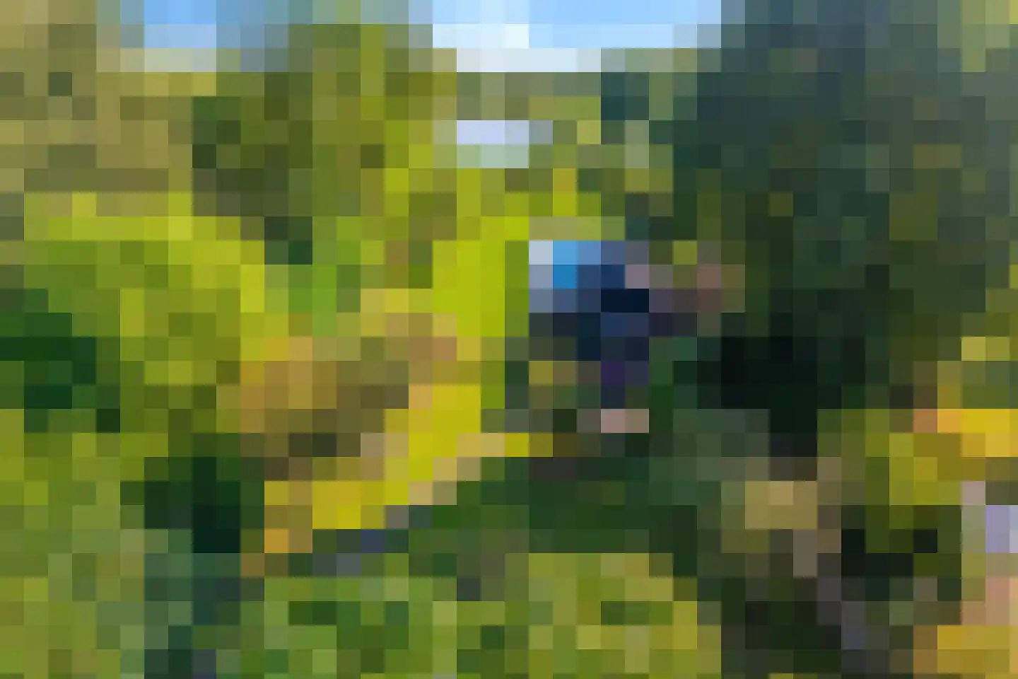 Noorderpad 12 Giethoorn thumbnail 8