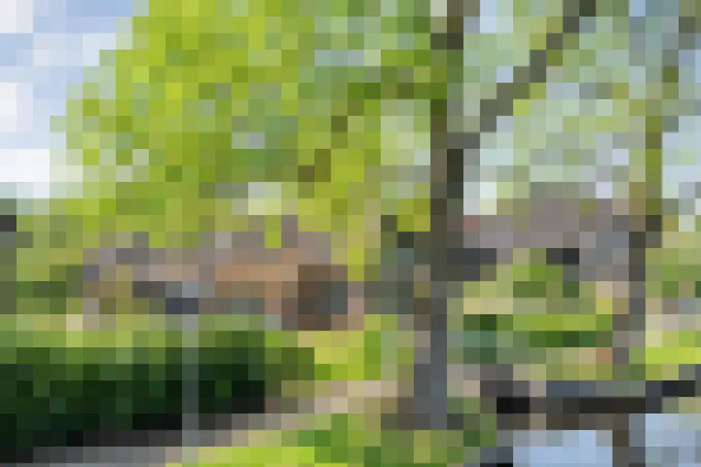 Noorderpad 3 Giethoorn thumbnail 52