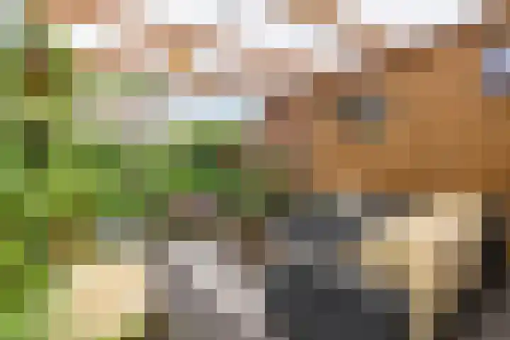Noorderstraat 261 Sappemeer thumbnail 37