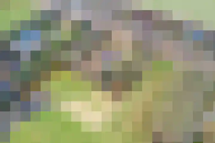 Noorderweg 45 Vroomshoop thumbnail 5