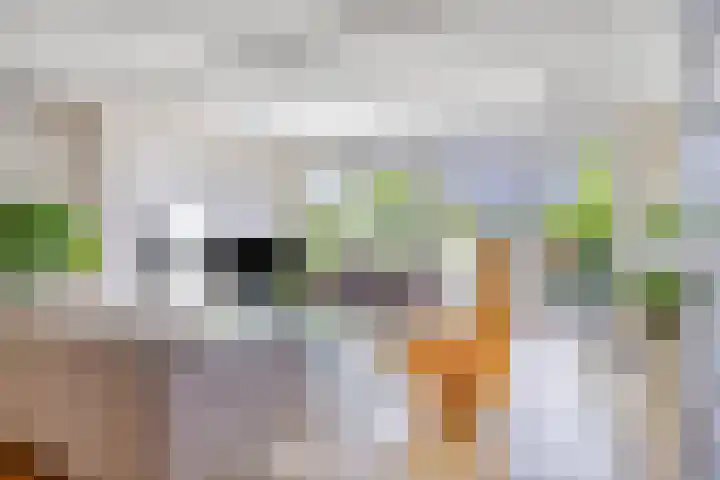 Noordhil 10 Bergen op Zoom thumbnail 5